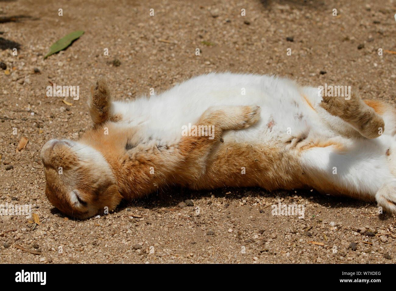Feral domestic rabbit (Oryctolagus cuniculus) napping on back. This behaviour only occurs when a rabbit feels absolutely safe. Okunojima Island, also known as Rabbit Island, Hiroshima, Japan. Stock Photo