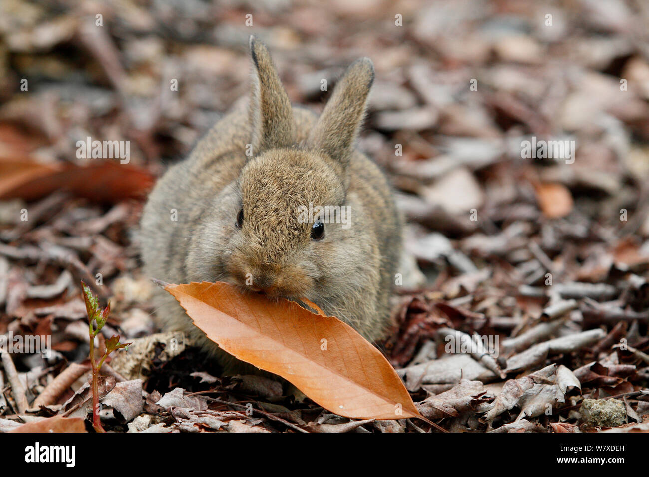 Feral domestic rabbit (Oryctolagus cuniculus) with leaf, Okunojima ...