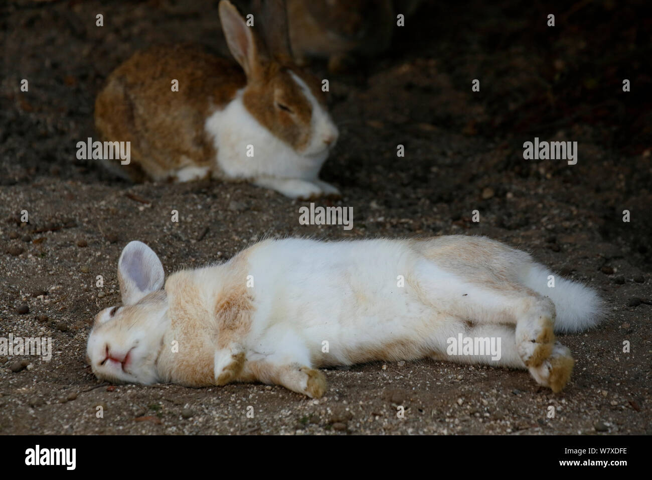 Feral domestic rabbit (Oryctolagus cuniculus) lying on its side whilst sleeping, Okunojima Island, also known as Rabbit Island, Hiroshima, Japan. Stock Photo