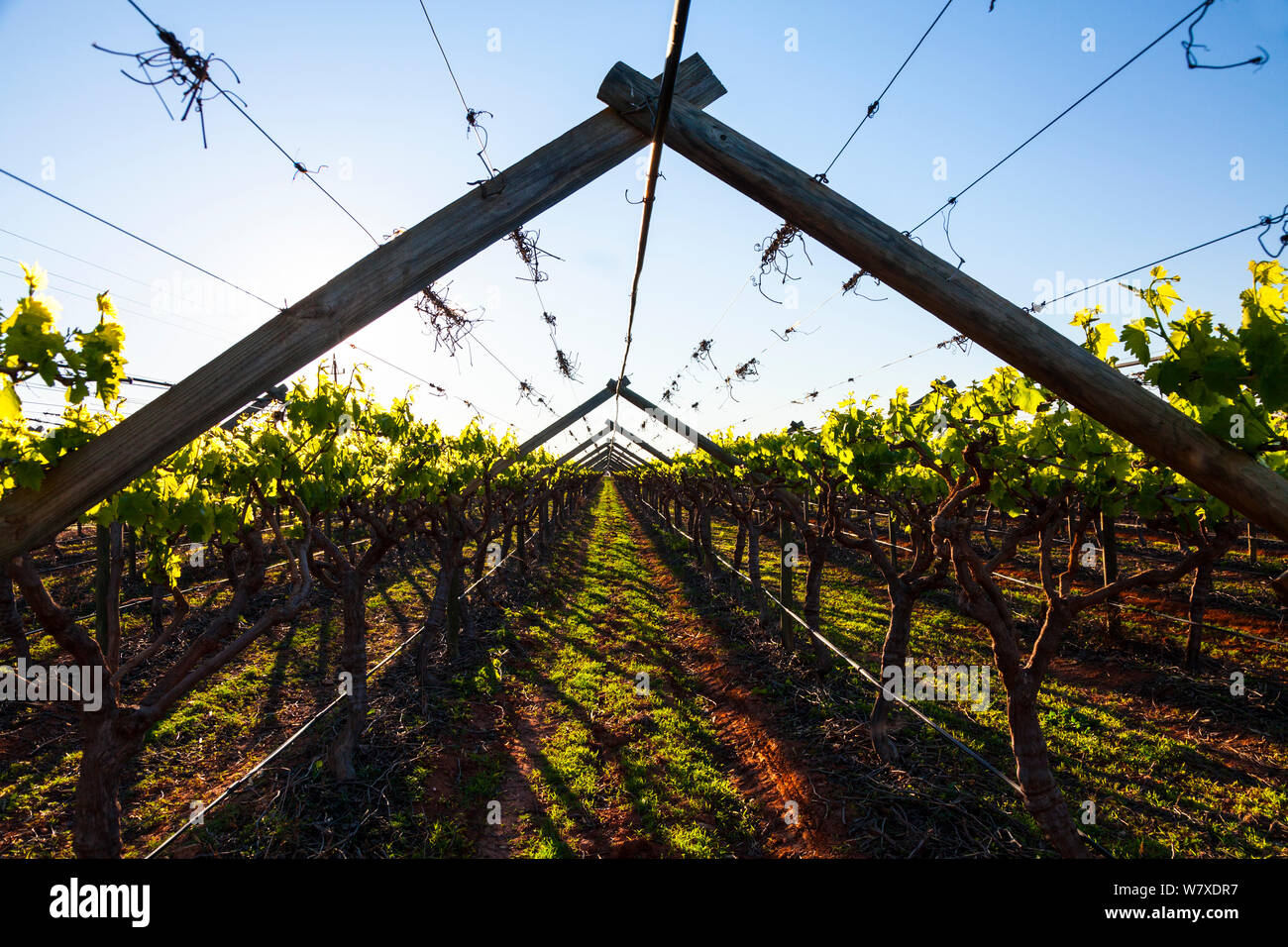 Vineyard with  wire and wooden frame, Vanrhynsdorp, Western Cape province, South Africa, September 2012. Stock Photo