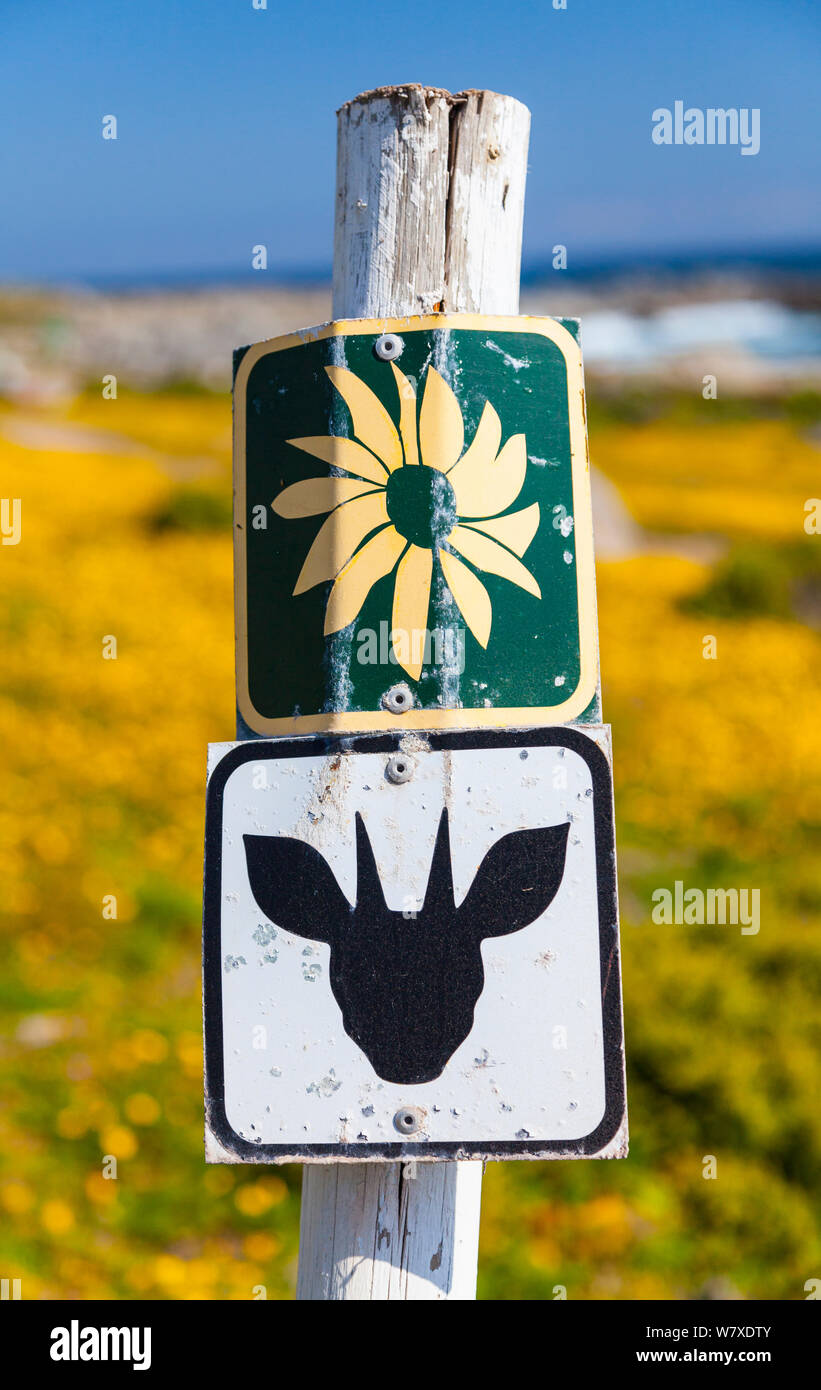 Sign for antelope and wildflowers, with yellow flowers in background, Postberg Trail, West Coast National Park, Western Cape province, South Africa, September 2012. Stock Photo