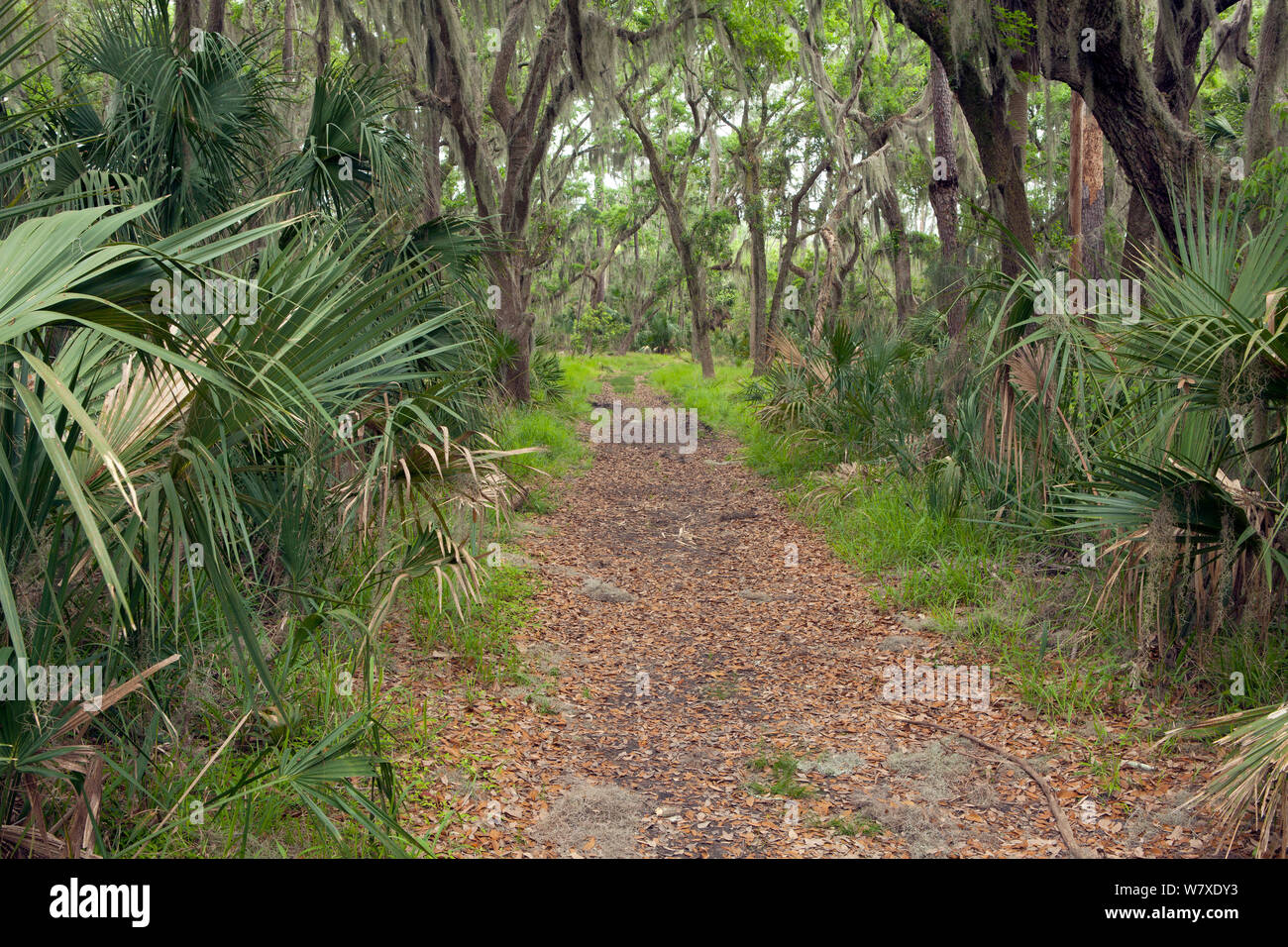 Skidaway island hires stock photography and images Alamy