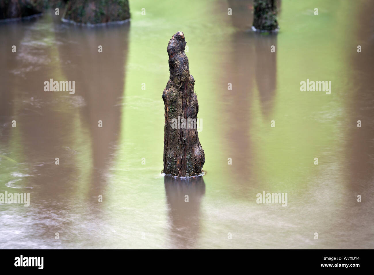 Bald cypress (Taxodium distichum) knee growing out of the water in a flooded area along the Boardwalk Trail in Congaree National Park, South Carolina, USA. Stock Photo