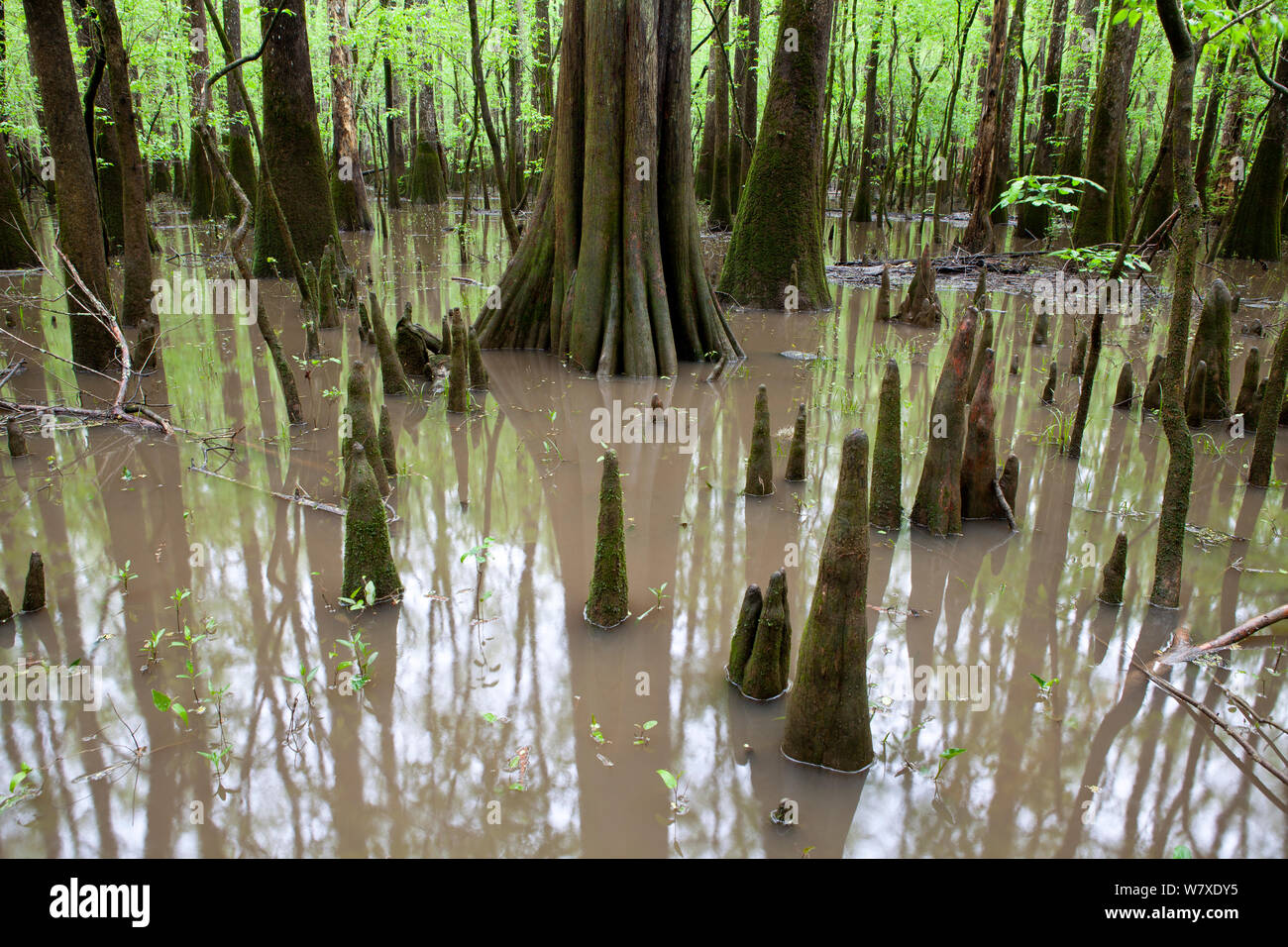 Flooded area with bald cypress trees (Taxodium distichum) and cypress knees growing out of the water along the Boardwalk Trail in Congaree National Park, South Carolina, USA. Stock Photo
