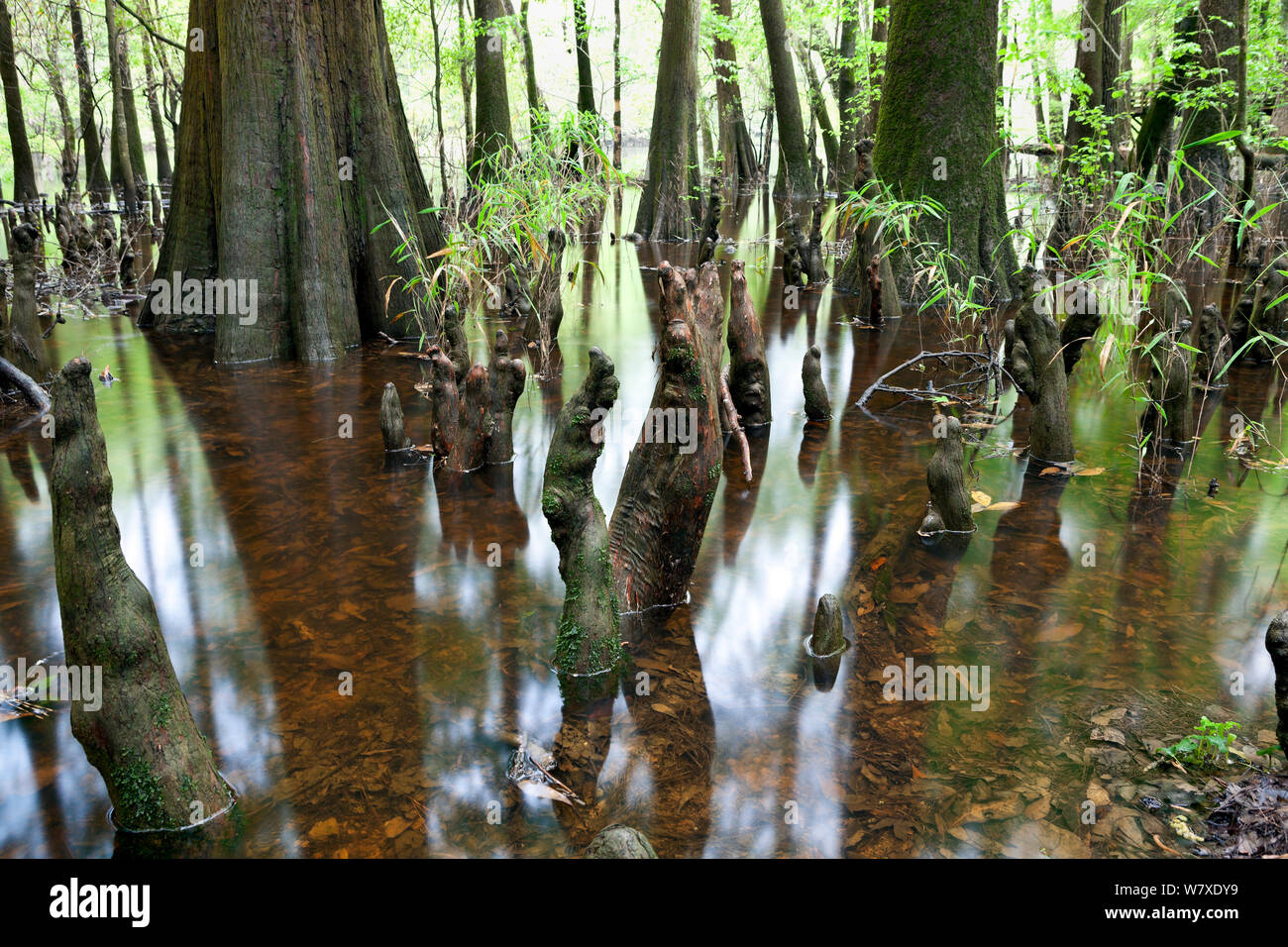 The edge of Weston Lake with bald cypress (Taxodium distichum) trees and  knees in Congaree National Park, South Carolina, USA. Stock Photo