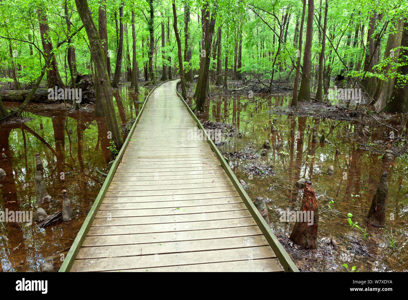 The Boardwalk Trail through swamp with bald cypress (Taxodium distichum) knees in Congaree National Park South Carolina, USA. Stock Photo