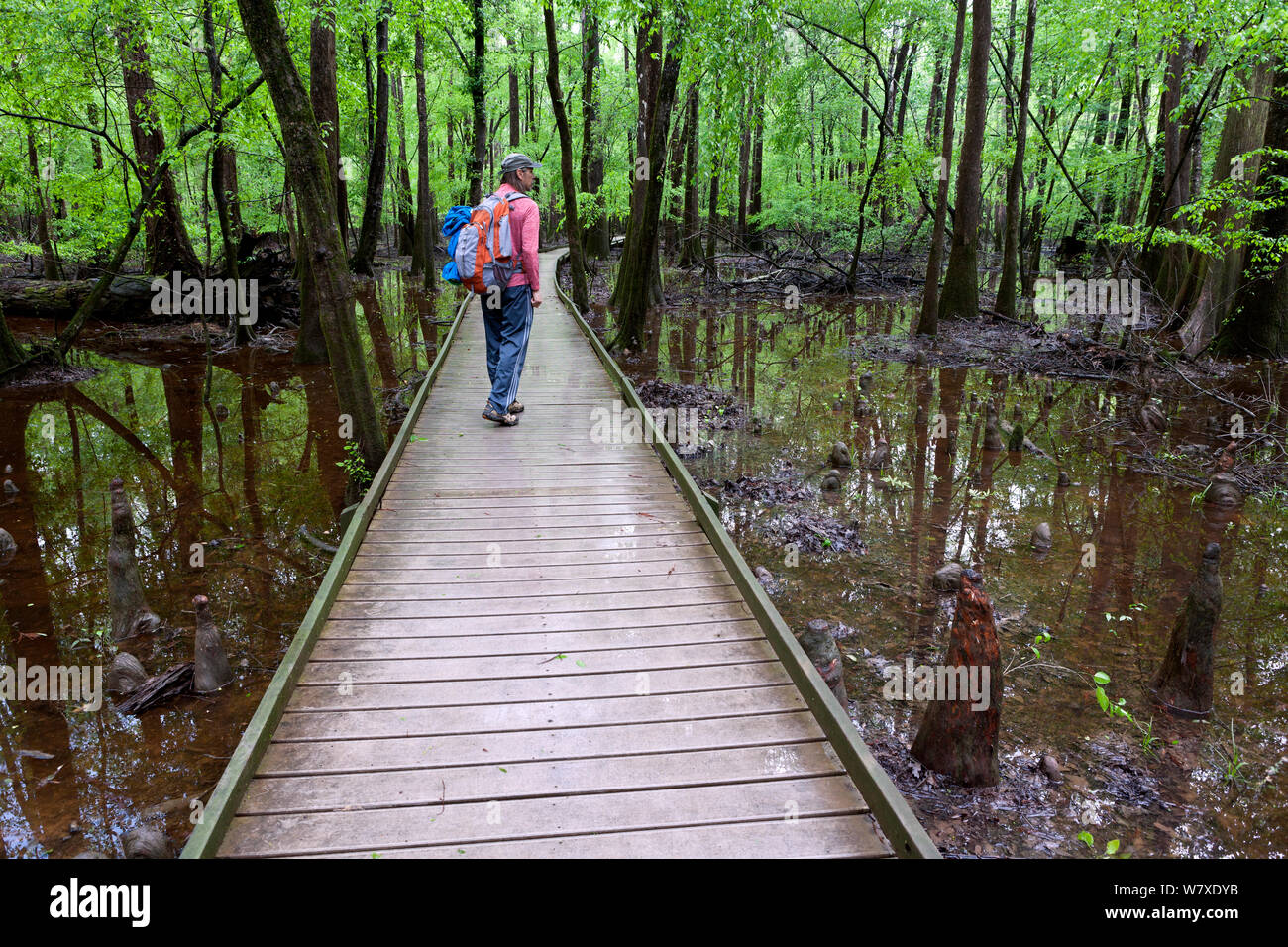 Hiker on the Boardwalk Trail in Congaree National Park, South Carolina, USA. Model Released. Stock Photo