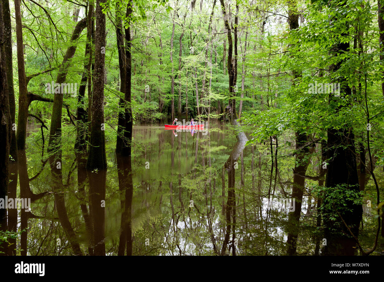 Two people canoeing in the distance, Congaree National Park near Wise Lake, South Carolina, USA.  Model Released. Stock Photo