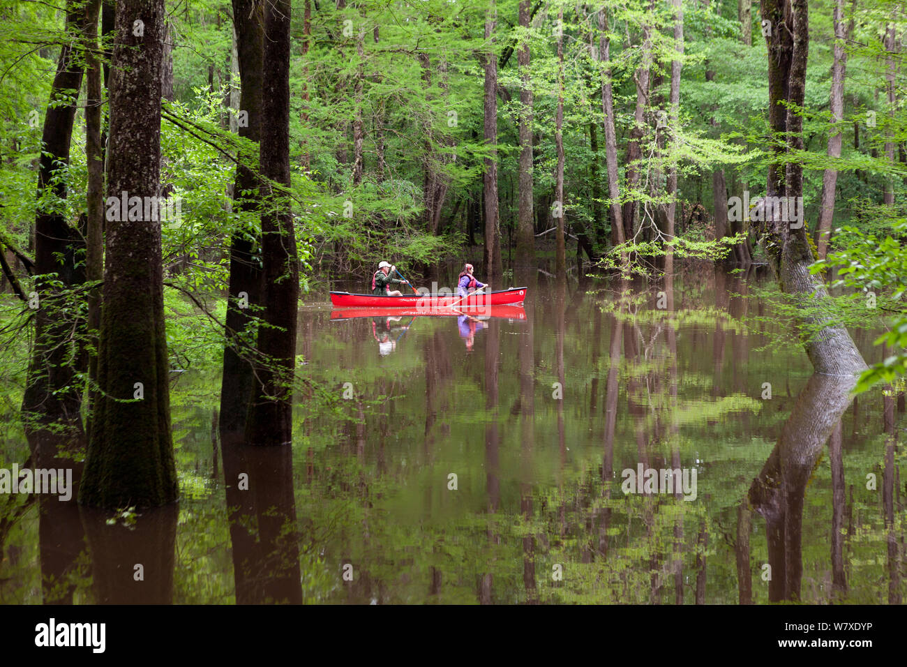 Two people canoeing in the distance, Congaree National Park near Wise Lake,  South Carolina, USA.  Model Released. Stock Photo