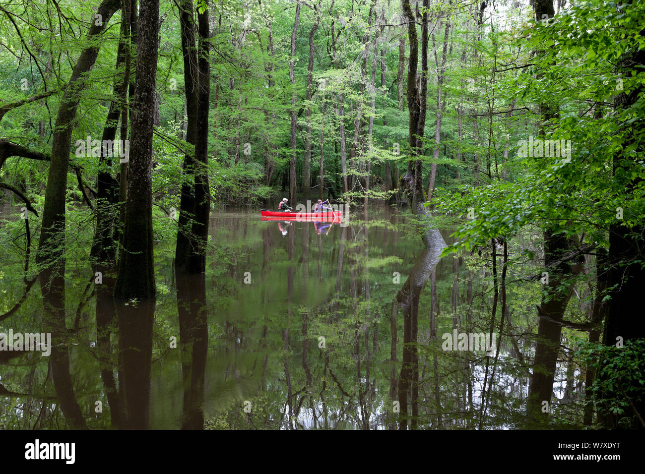 Two people canoeing in the distance in Congaree National Park near Wise Lake, South Carolina, USA.  Model Released. Stock Photo