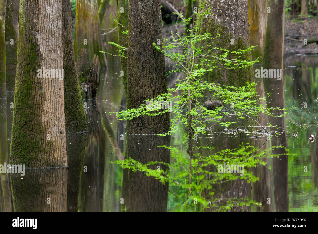 A small gut or creek along the River Trail in Congaree National Park, South Carolina, USA. Stock Photo