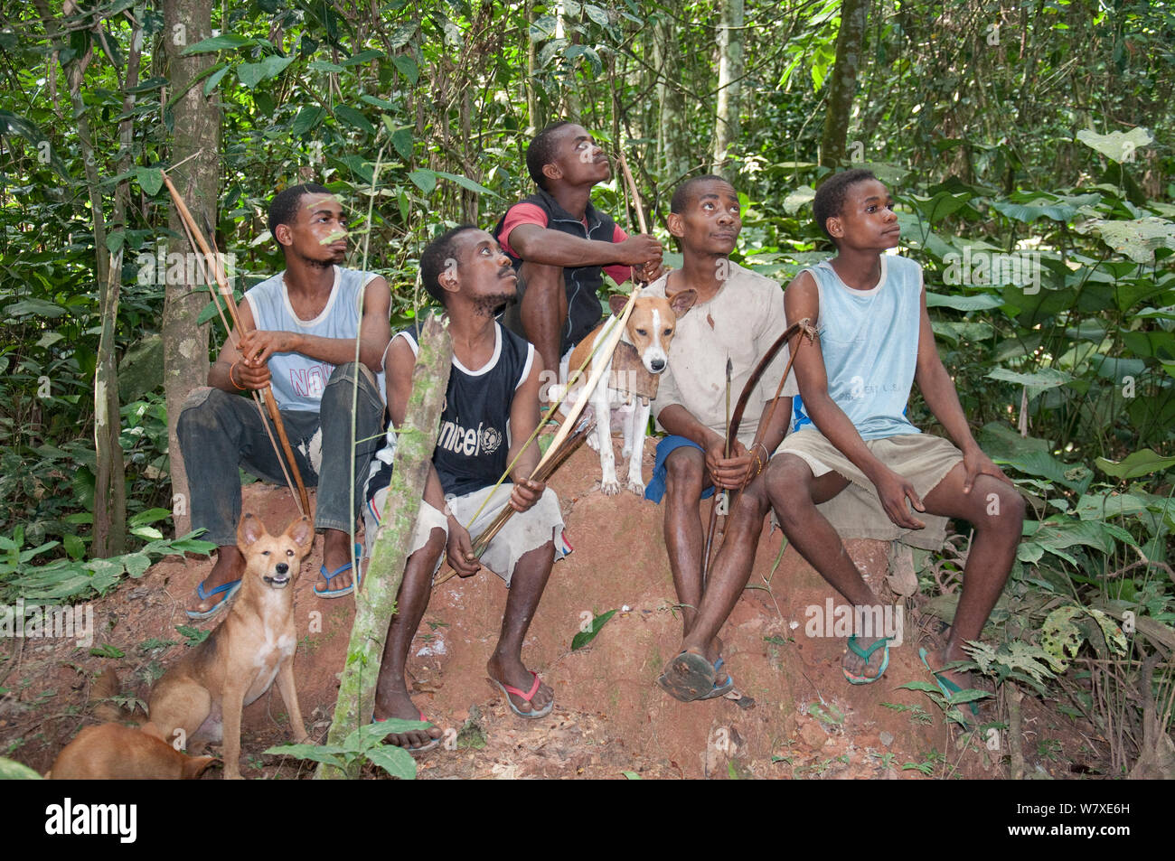 Group of Mbuti Pygmies looking about with bows before Mota hunting. This is a group bow and arrow hunting using beat method hunting. The dogs have wooden bells attached to its neck and are used to drive out game.  Ituri forest, Democratic Republic of the Congo, Africa, November 2011. Stock Photo