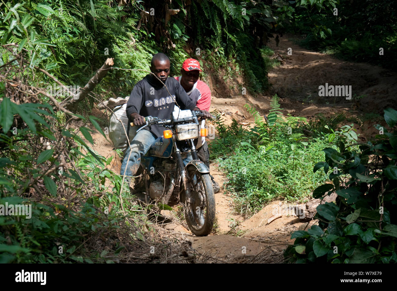 Ituri Forest Pygmy guides on motor bike, Democratic Republic of the Congo, Africa, December 2011. Stock Photo