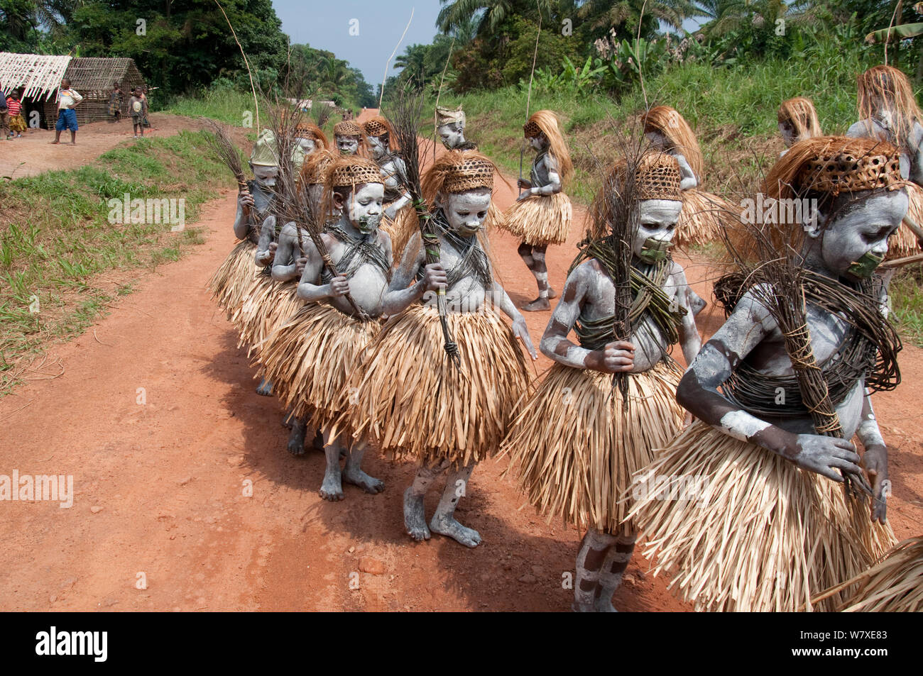 Mbuti Pygmy boys in traditional blue body paint and straw skirts, on way to forest to undergo initiation ceremony, which is a right of passage into manhood. Ituri Rainforest, Democratic Republic of the Congo, Africa, November2011. Stock Photo