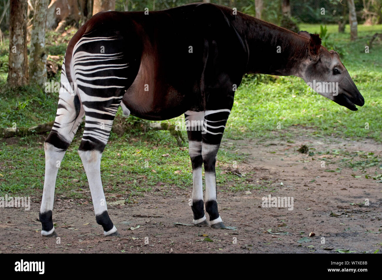 Okapi wildlife reserve hi-res stock photography and images - Alamy Okapi wildlife reserve hi-res stock photography and images - Alamy
