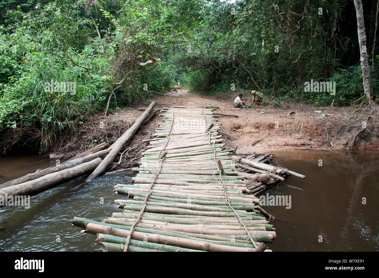 Bamboo bridge, Ituri Forest , Democratic Republic of the Congo, Africa, December 2011. Stock Photo