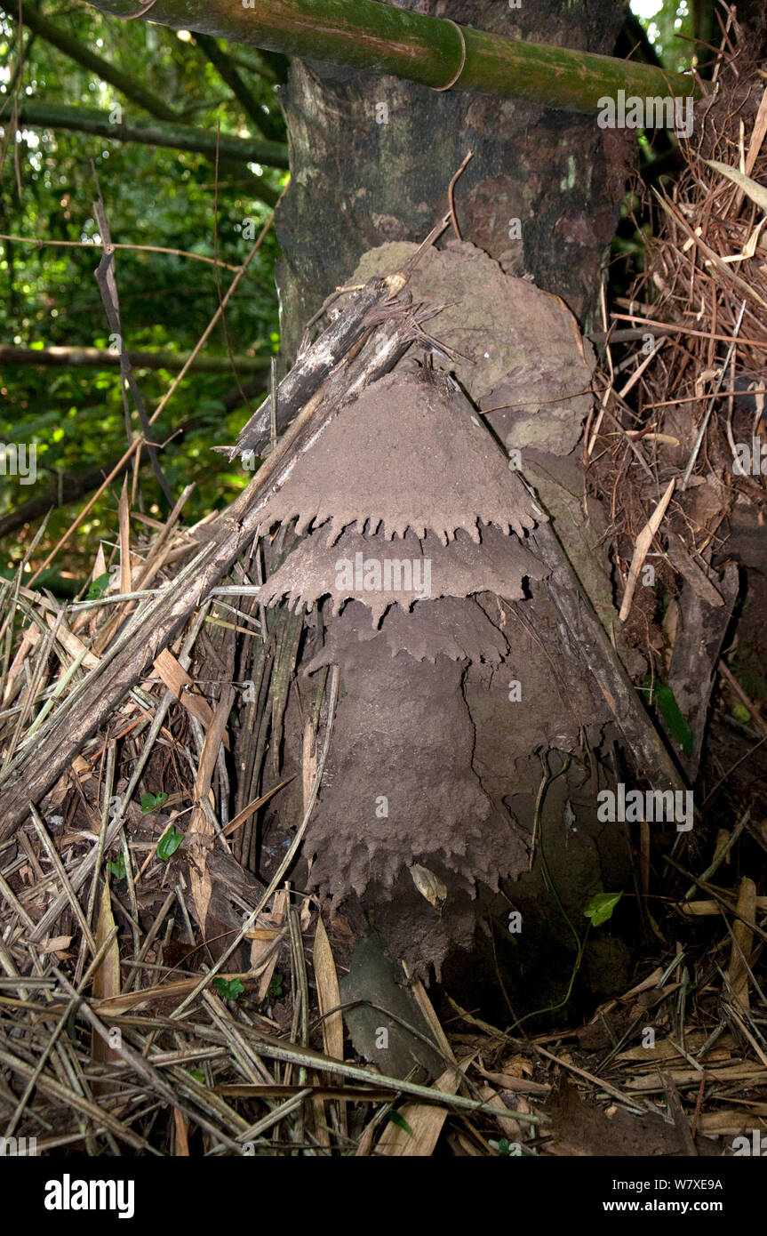 Termite mound attached to tree. Ituri Rainforest, Democratic Republic of the Congo, Africa, December 2011. Stock Photo