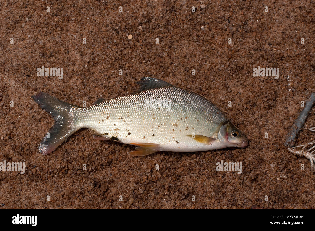 Fish caught in net from River Ituri, near Bomili Village, Ituri Rainforest, Democratic Republic of the Congo, December 2011. Stock Photo