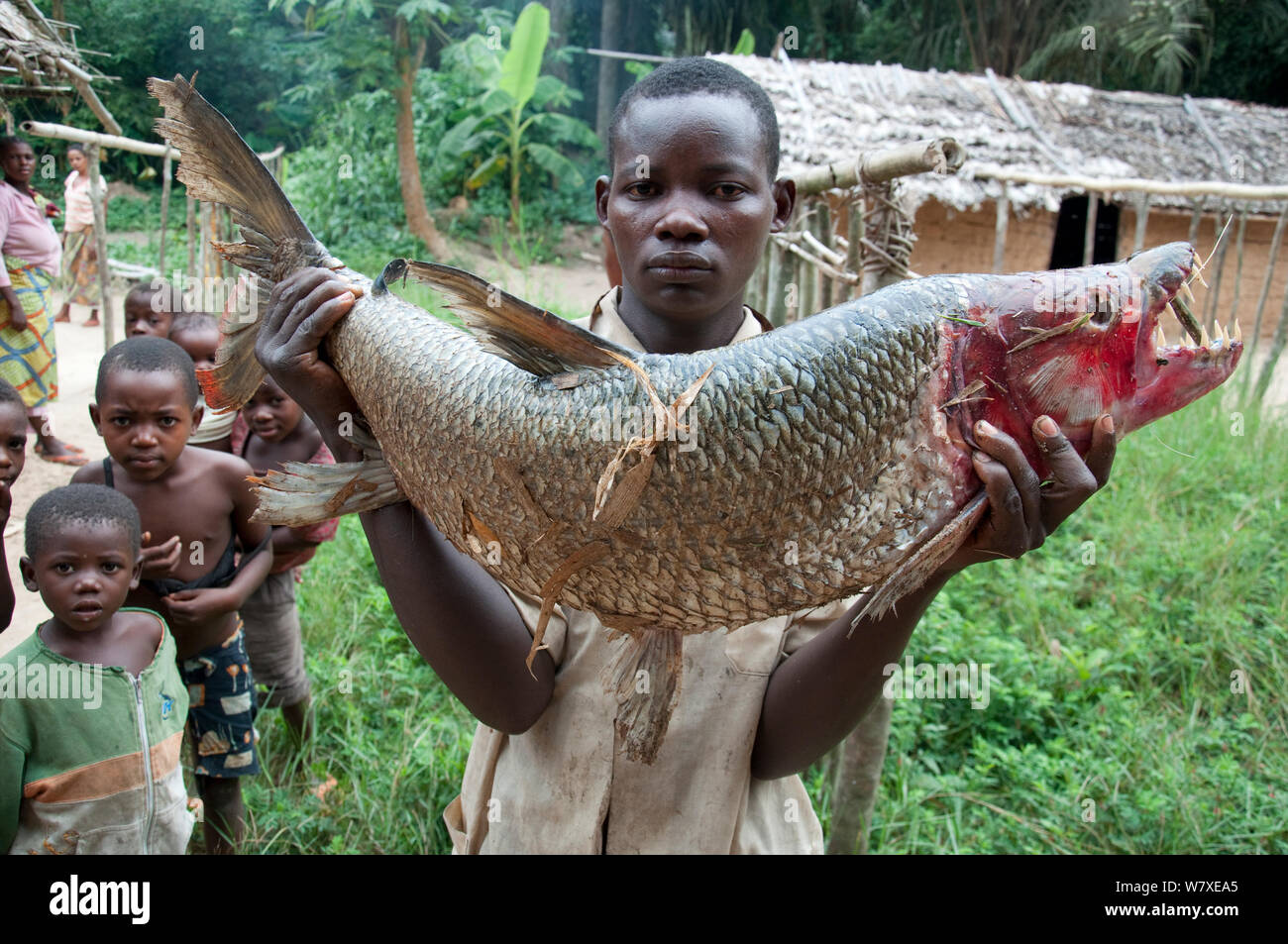Mongo man selling large Goliath tiger fish (Hydrocynus goliath) with red face during the breeding season, Bomili Village, Ituri Rainforest, Democratic Republic of the Congo, December 2011. Stock Photo