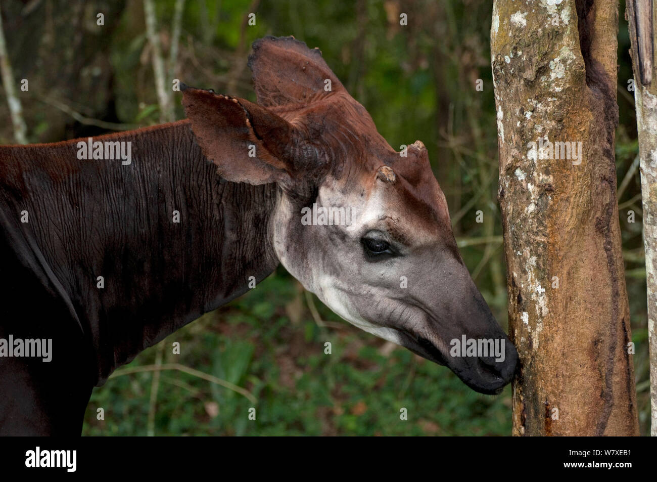 Okapi (Okapia johnstoni) feeding on bark, captive at Epulu Okapi Wildlife Reserve, UNESCO World Heritage Site, Ituri forest, Democratic Republic of the Congo Stock Photo - Alamy Okapi (Okapia johnstoni) feeding on bark, captive at Epulu Okapi Wildlife Reserve, UNESCO World Heritage Site, Ituri forest, Democratic Republic of the Congo Stock Photo - Alamy