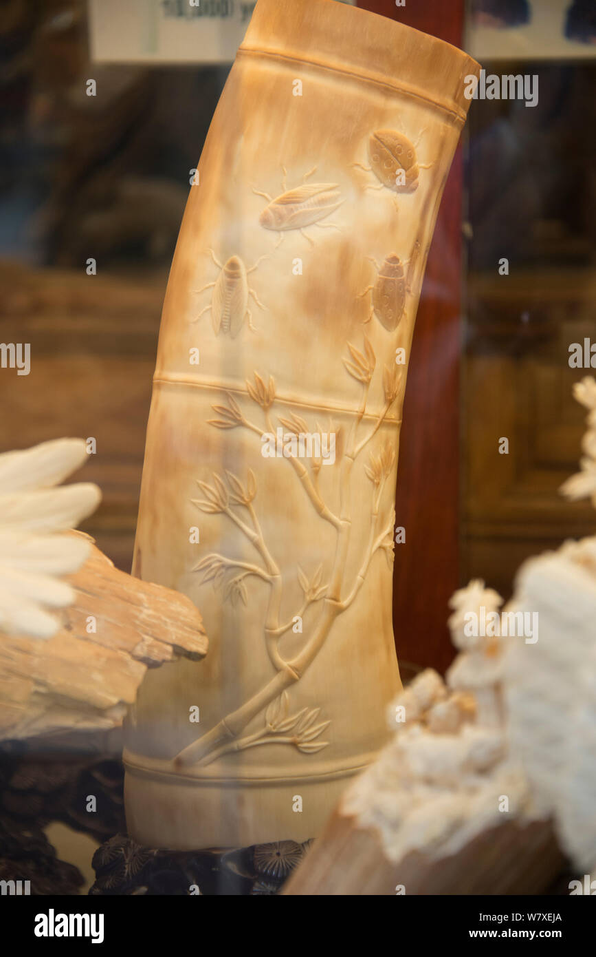 Carved Mammoth (Mammuthus) ivory tusks, for sale in shop on Nathan Road, Kowloon, Hong Kong, December 2012. Stock Photo