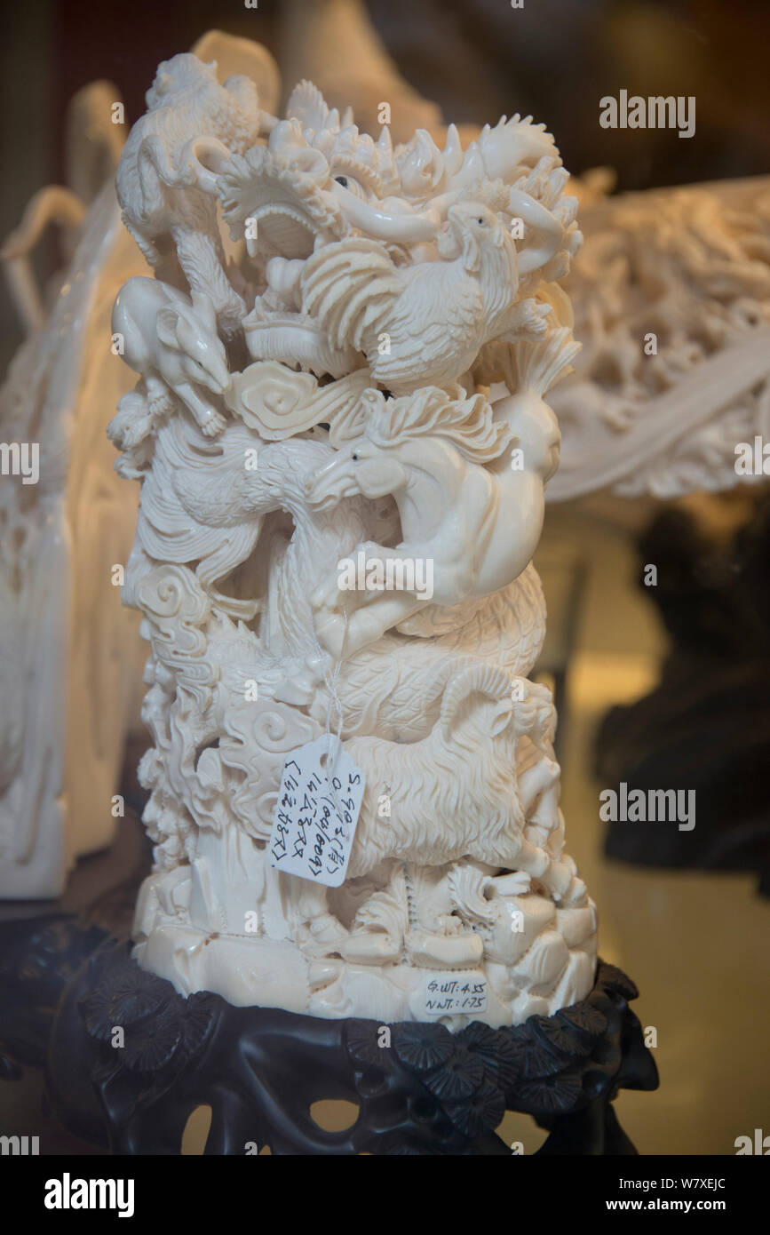 Carved Forest elephant (Loxodonta cyclotis) ivory tusks, for sale in shop on Nathan Road, Kowloon, Hong Kong, December 2012. This is identified as Forest elephant ivory by the pink tinge. Stock Photo