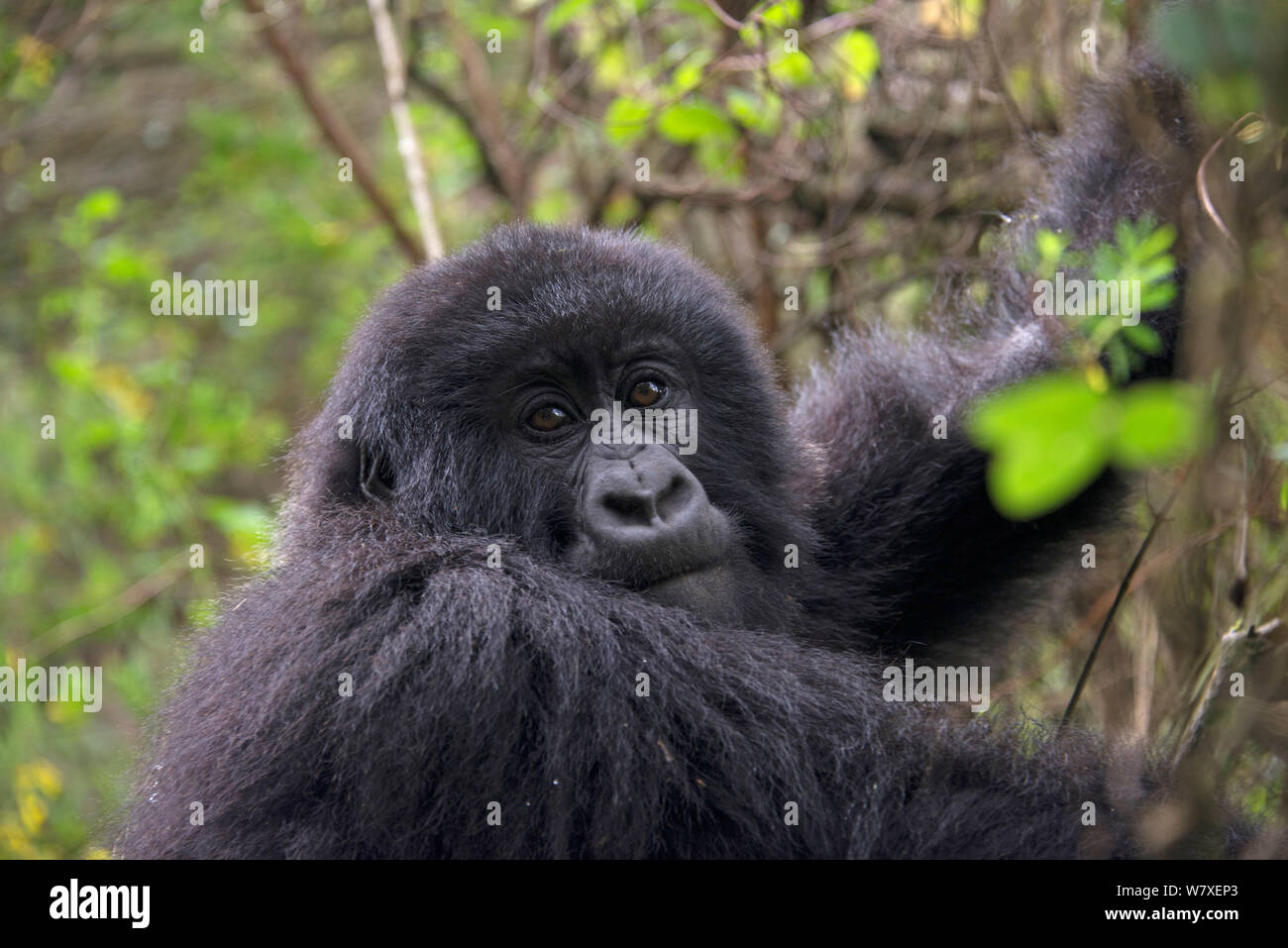 Mountain gorilla (Gorilla beringei beringei) Kisoro Reserve, Uganda. Stock Photo
