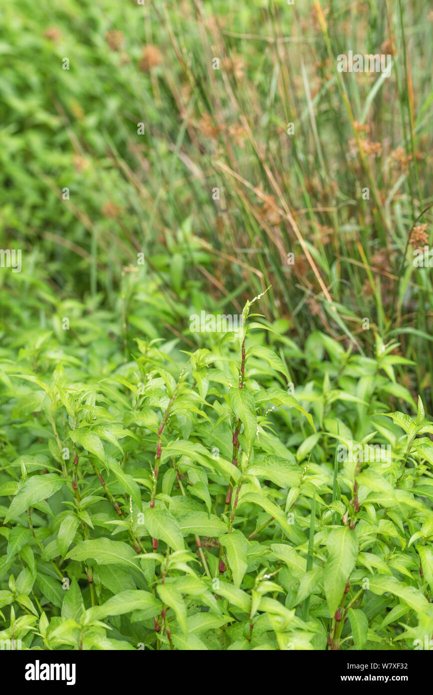 Foliage leaves of Water Pepper / Polygonum hydropiper = Persicaria hydropiper growing at river edge. Once used as medicinal plant in herbal remedies. Stock Photo