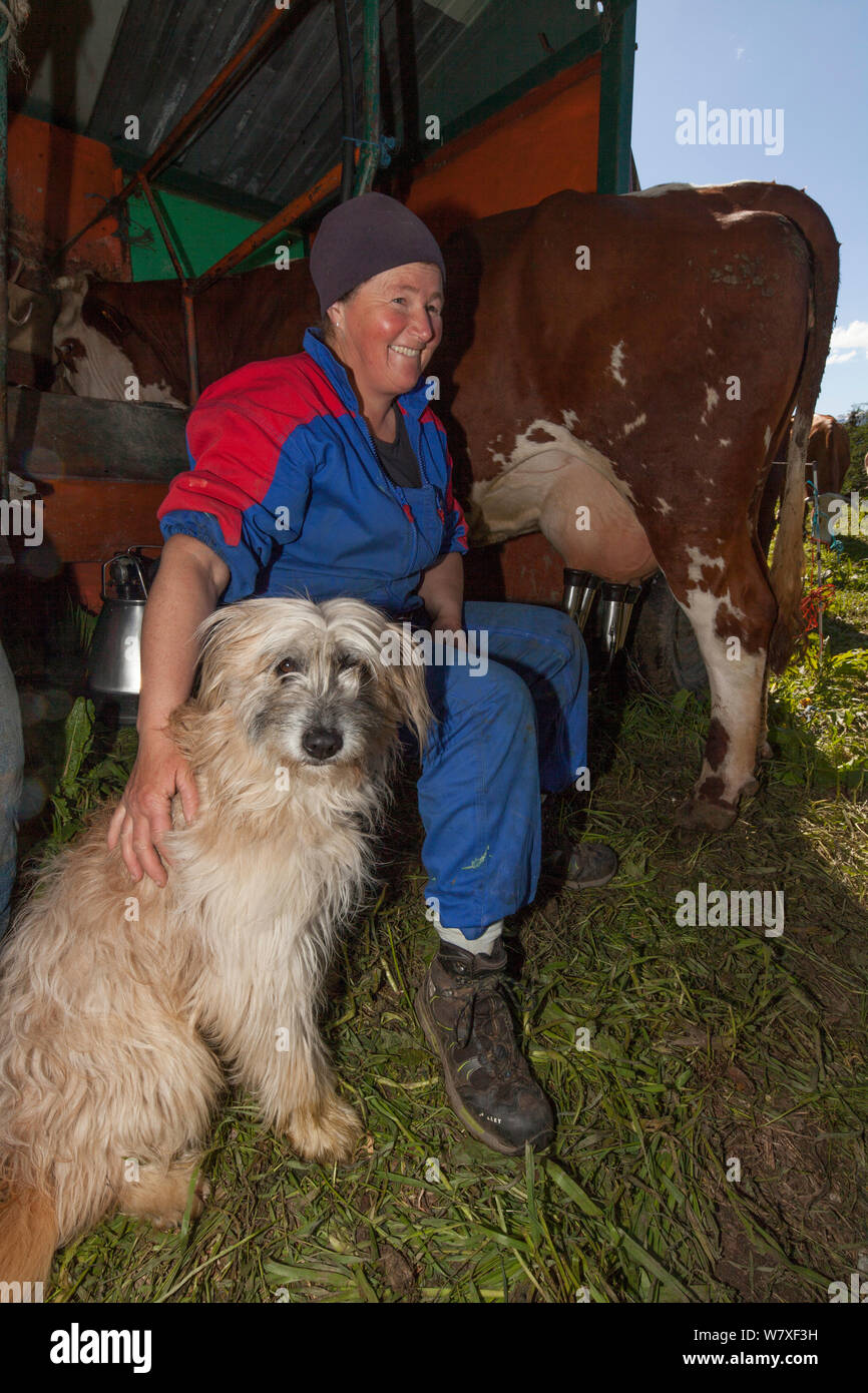 Farmer sitting with dog, milking Abondance cows. The milk is used in the production of Beaufort cheese. Beaufort district, near Bourg-Saint-Maurice, Rhone-Alpes, France, May 2014. Stock Photo