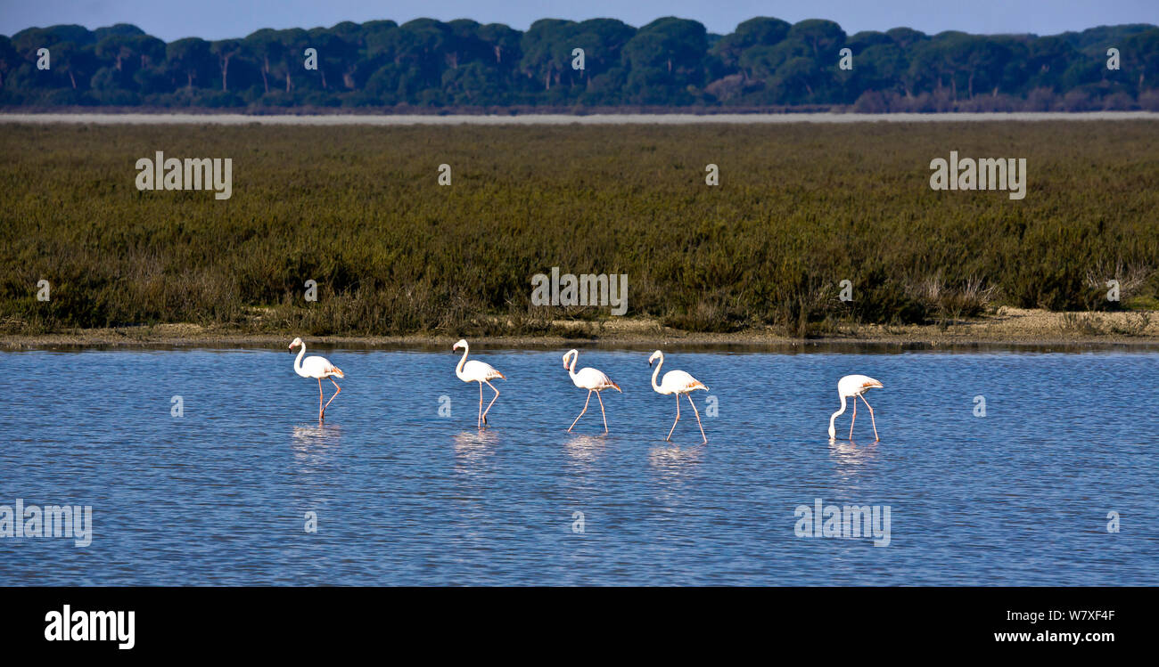 Greater flamingos (Phoenicopterus ruber) in wetland habitat, Donana National Park, Andalusia, Spain, March. Stock Photo