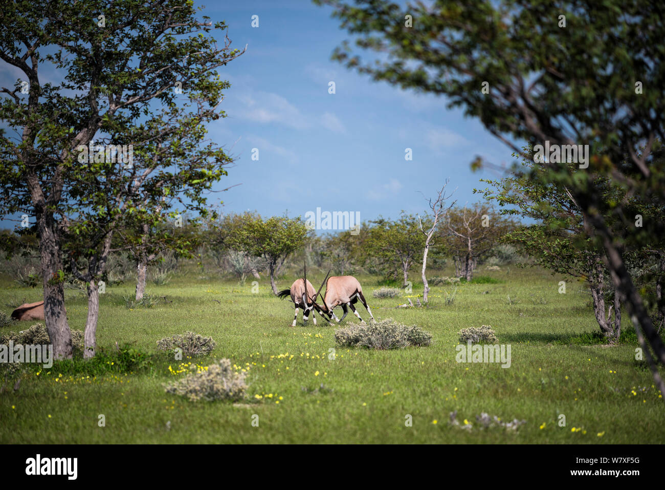 Two young Gemsbok / oryx (Oryx gazella) bulls play-fighting. Etosha National Park, Namibia, March. Non-ex. Stock Photo