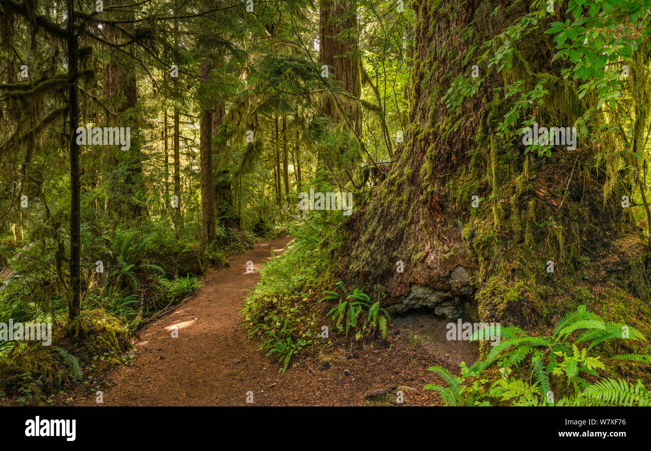 Rain Forest Nature Trail, Quinault Valley, Olympic National Forest, Washington state, USA Stock Photo