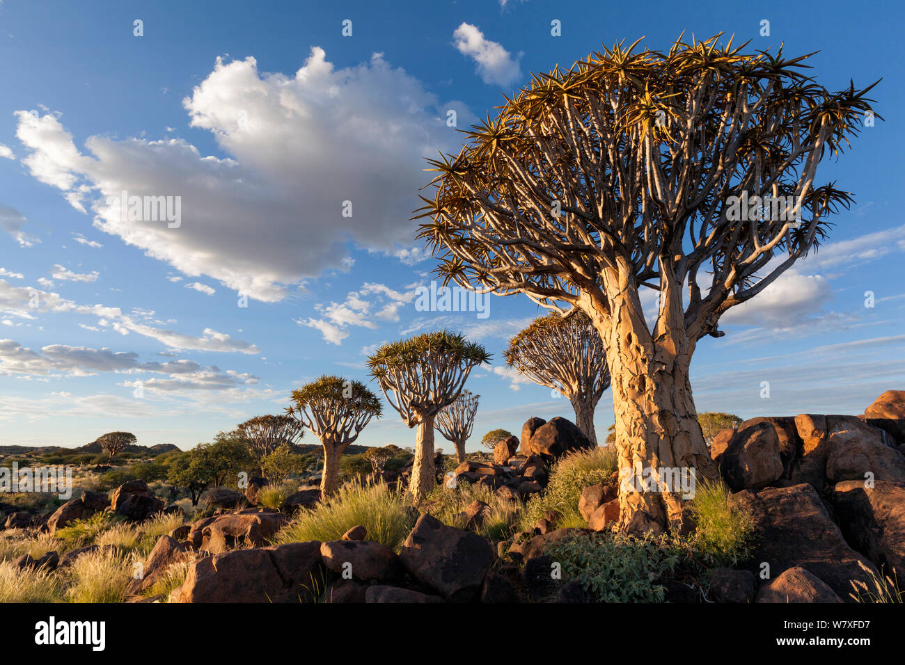 Quiver trees below a cloudy summer sky. Quiver Tree Forest, Keetmanshoop, Namibia. March 212. Non-ex. Stock Photo