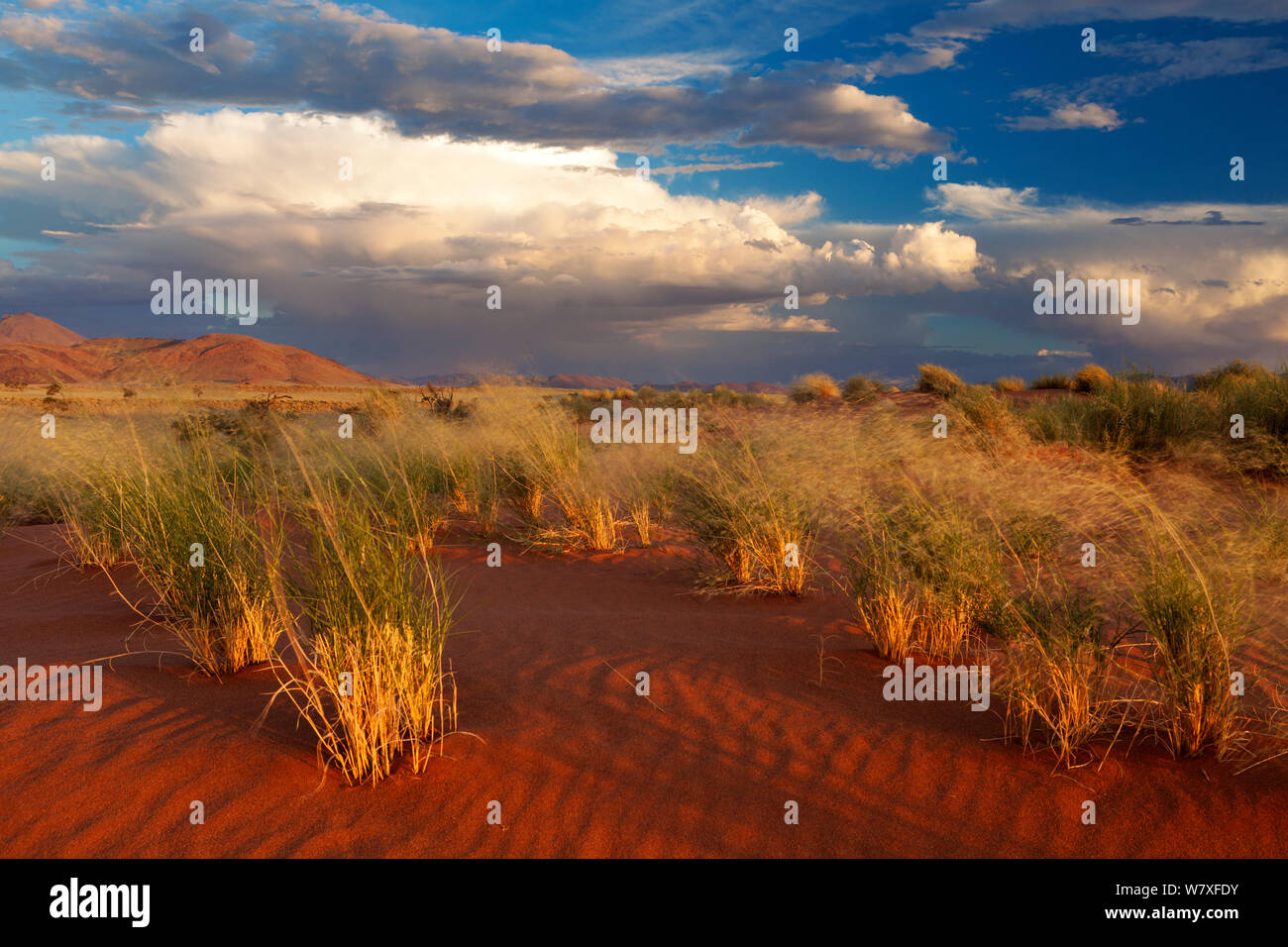 Desert landscape in afternoon sunlight below stormy skies. Namib Rand, Namibia. March 2012. Non-ex. Stock Photo