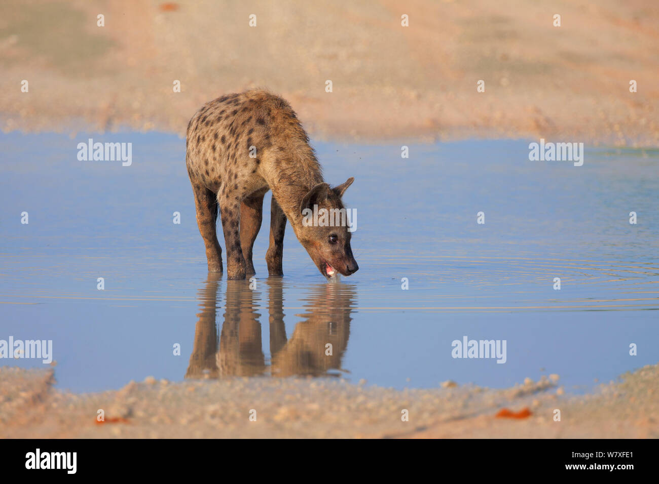 Spotted hyaena (Crocuta crocuta) walking through puddle in the road ...