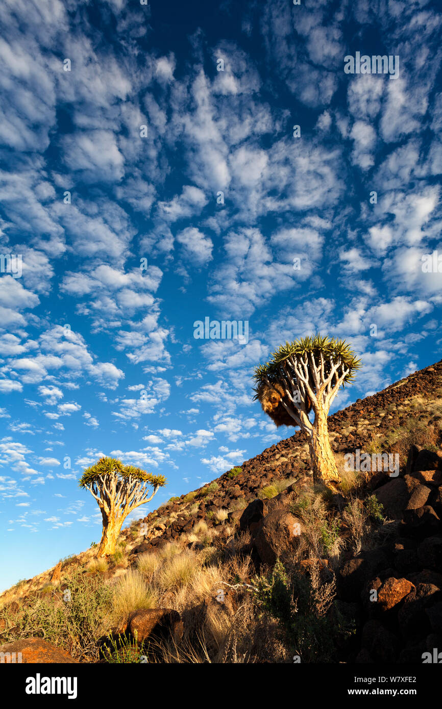 Quiver trees on the side of a rocky mountain. Namib Rand, Namibia. March 2012. Non-ex. Stock Photo