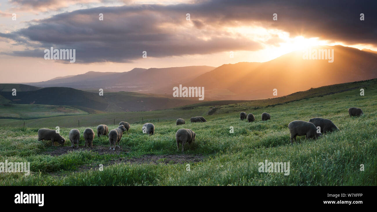 Sheep grazing in mountain valley at sunset. Overberg, South Africa. October 2008. Non-ex. Stock Photo
