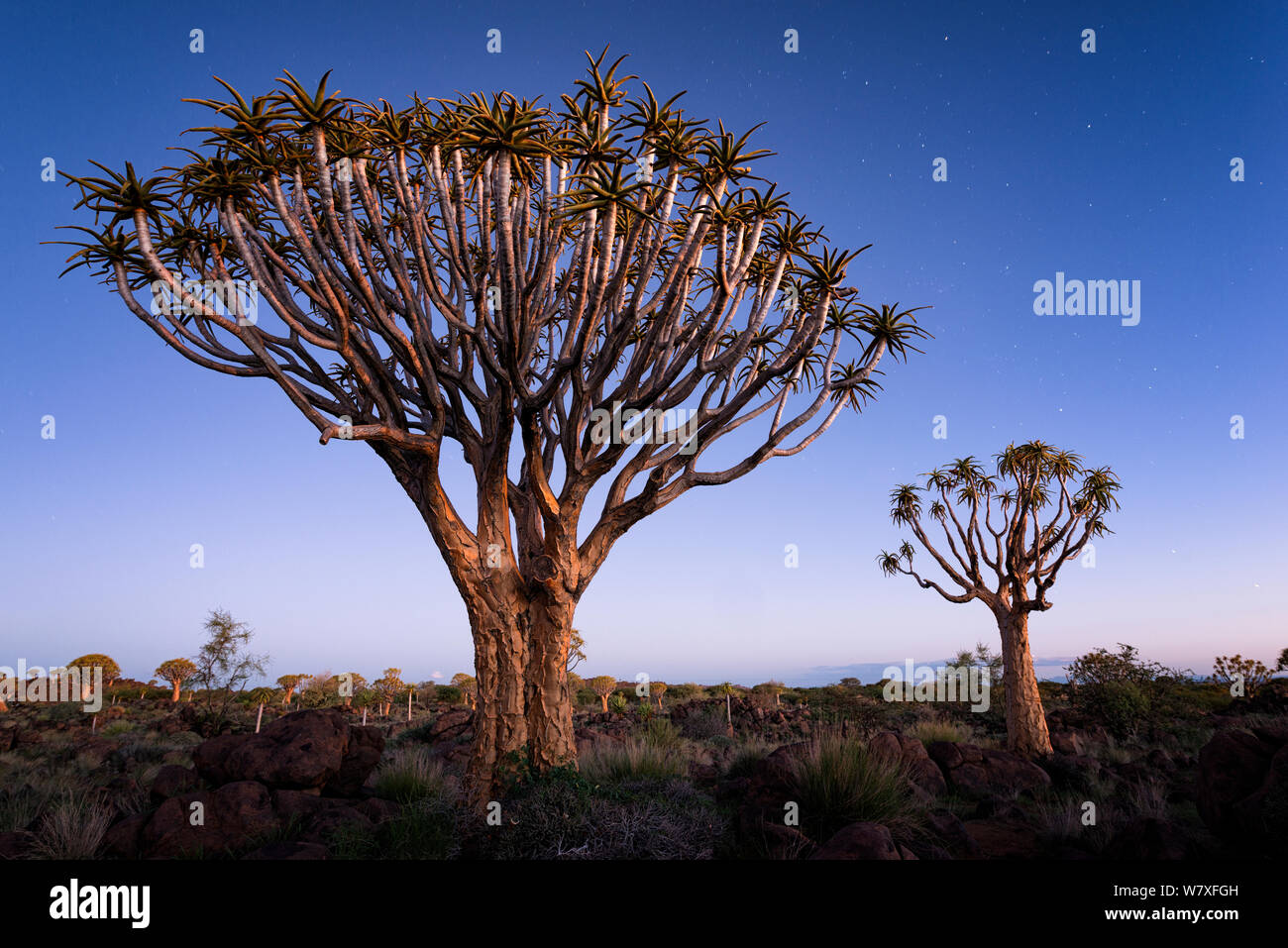 Quiver trees below a twilight sky and the first stars. Quiver Tree Forest, Keetmanshoop, Namibia. February 2012. Non-ex. Stock Photo