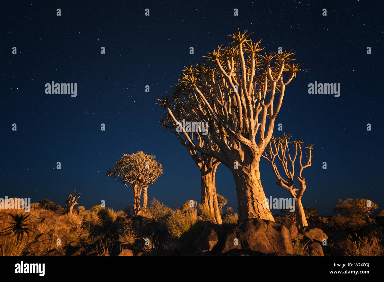 Quiver trees below early night sky. Quiver Tree Forest, Keetmanshoop, Namibia. February 2012. Non-ex. Stock Photo