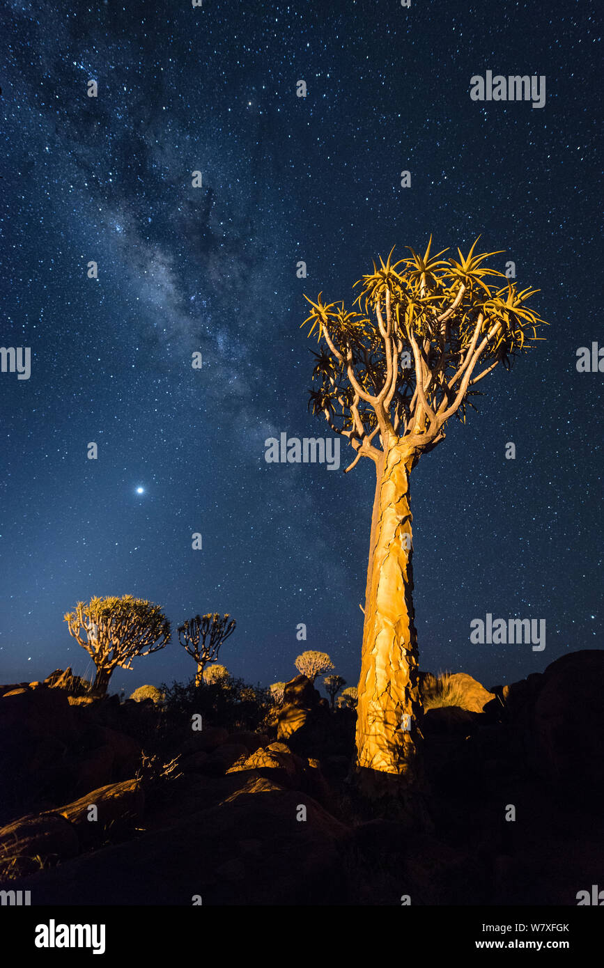 Quiver trees below night sky. Quiver Tree Forest, Keetmanshoop, Namibia. February 2012. Non-ex. Stock Photo