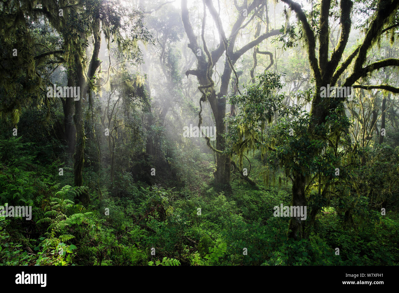 Indigenous plants south africa hires stock photography and images Alamy