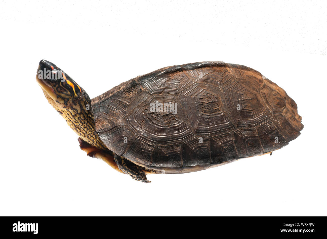 South American Wood Turtle (Rhinoclemmys punctularia) looking up, Berbice River, Guyana, September. Meetyourneighbours.net project. Stock Photo