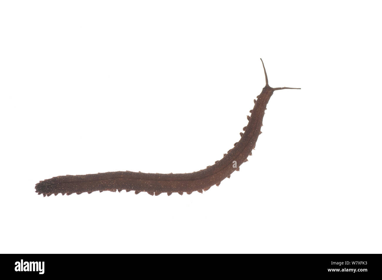 Velvet worm (Epiperipatus sp.), Berbice River, Guyana, September. Meetyourneighbours.net project. Stock Photo