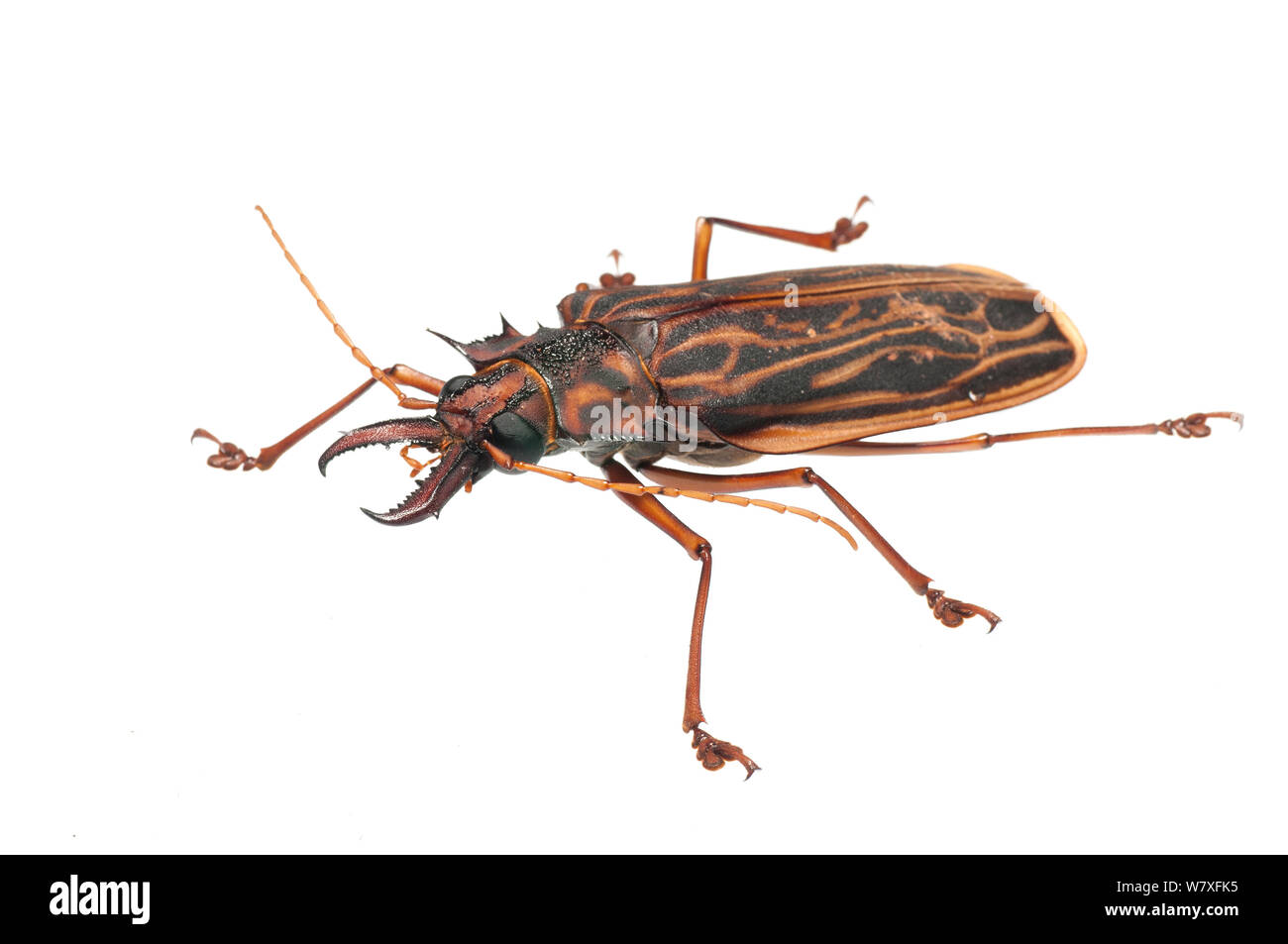 Long-horned Beetle (Macrodontia cervicornis), Berbice River, Guyana, September. Meetyourneighbours.net project. Stock Photo