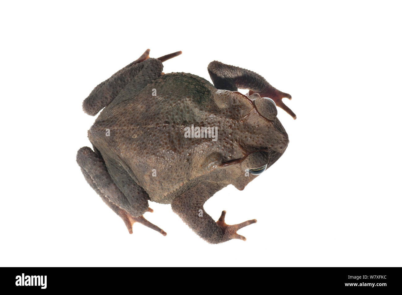 Crested toad (Rhinella martyi), Berbice River, Guyana, September. Meetyourneighbours.net project. Stock Photo