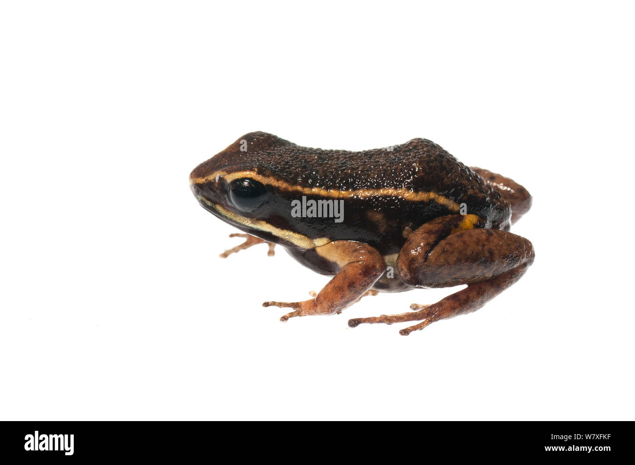 Brilliant thighed poison frog (Allobates femoralis), Berbice River, Guyana, September. Meetyourneighbours.net project. Stock Photo