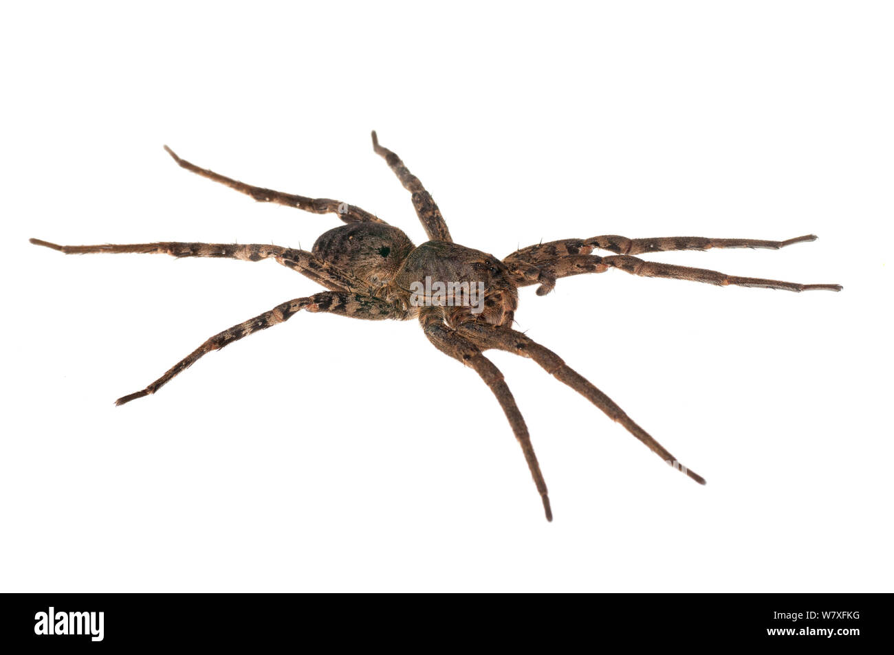 Fishing spider (Ancylometes bogotensis), Berbice River, Guyana, September. Meetyourneighbours.net project. Stock Photo