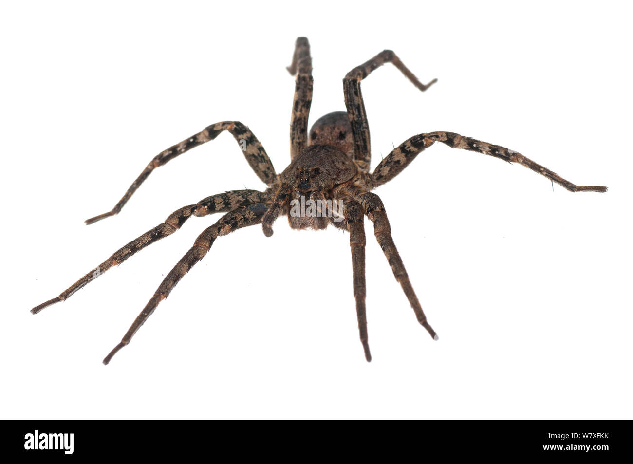 Fishing spider (Ancylometes bogotensis), Berbice River, Guyana, September. Meetyourneighbours.net project. Stock Photo