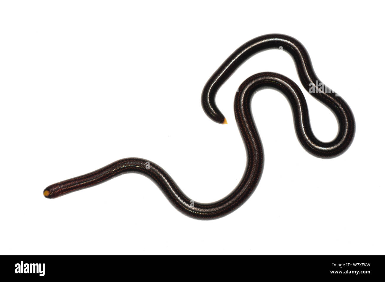 Guyana blind snake (Epictia albifrons), Berbice River, Guyana, September. Meetyourneighbours.net project. Stock Photo