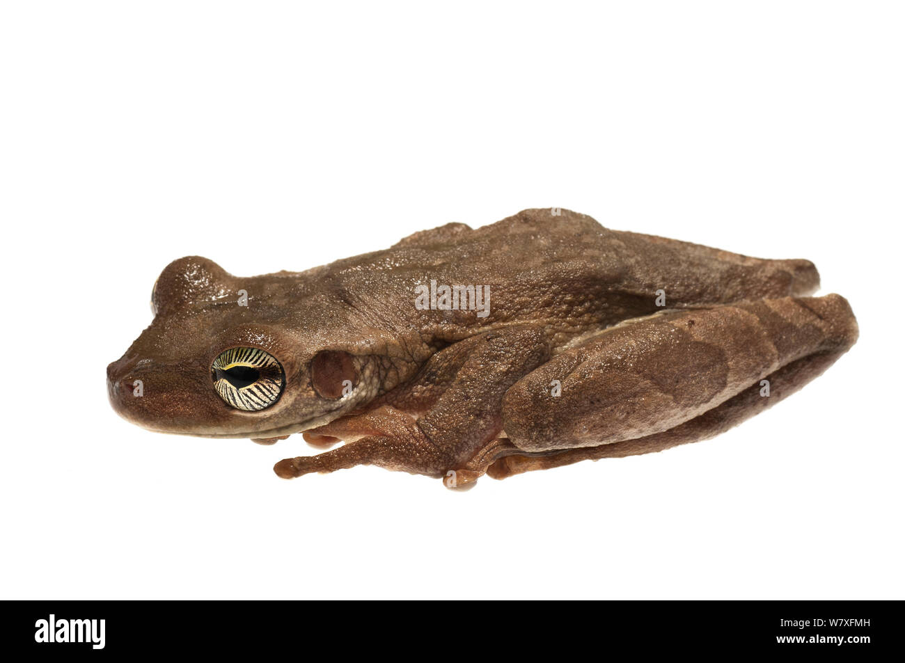 Manaus slender legged frog (Osteocephalus taurinus), Berbice River, Guyana, September. Meetyourneighbours.net project. Stock Photo
